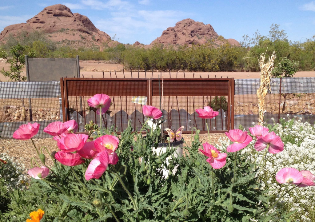 on-site community garden at the Desert Botanical Garden